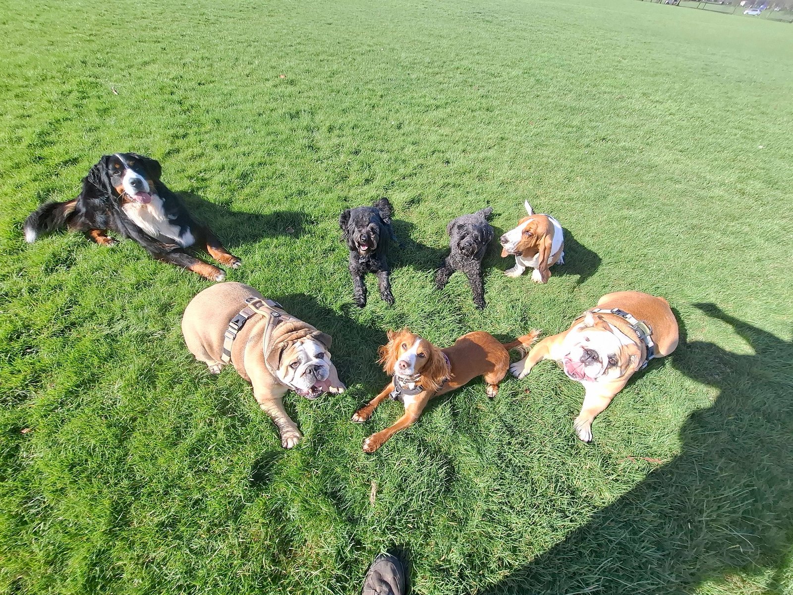 Dogs on a walk near Scotton