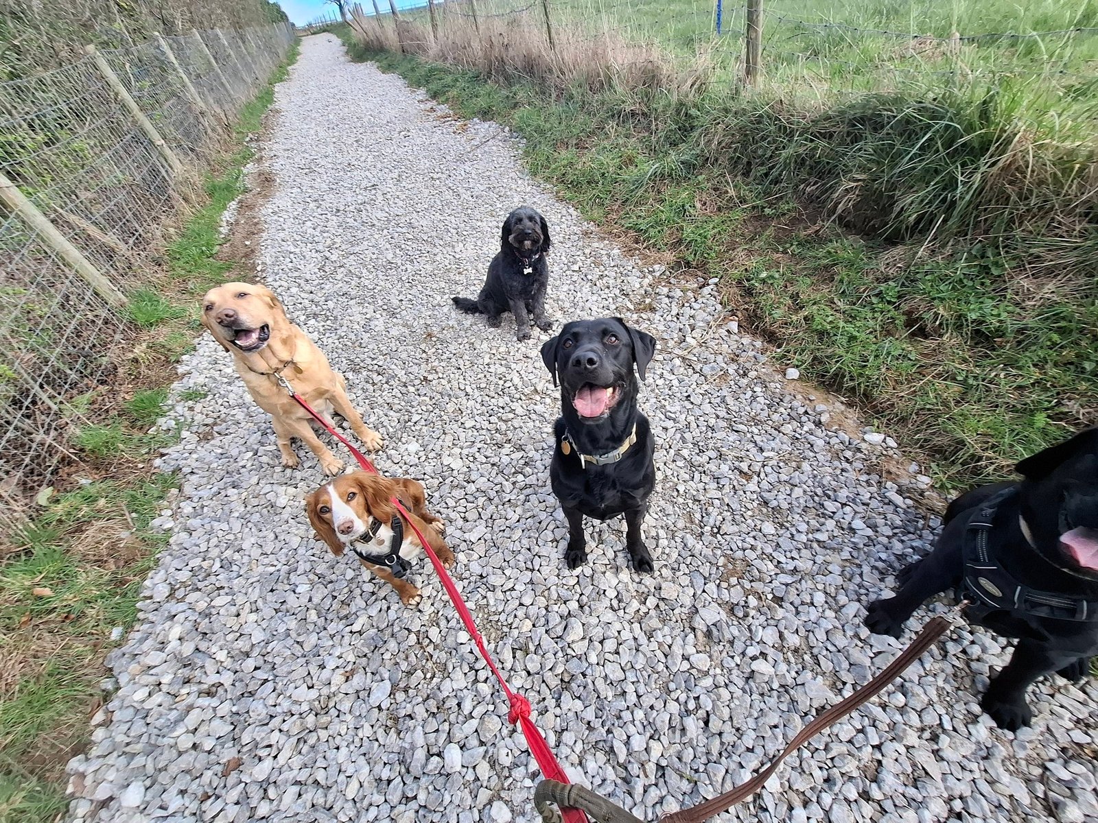 Out & About Dog Walking