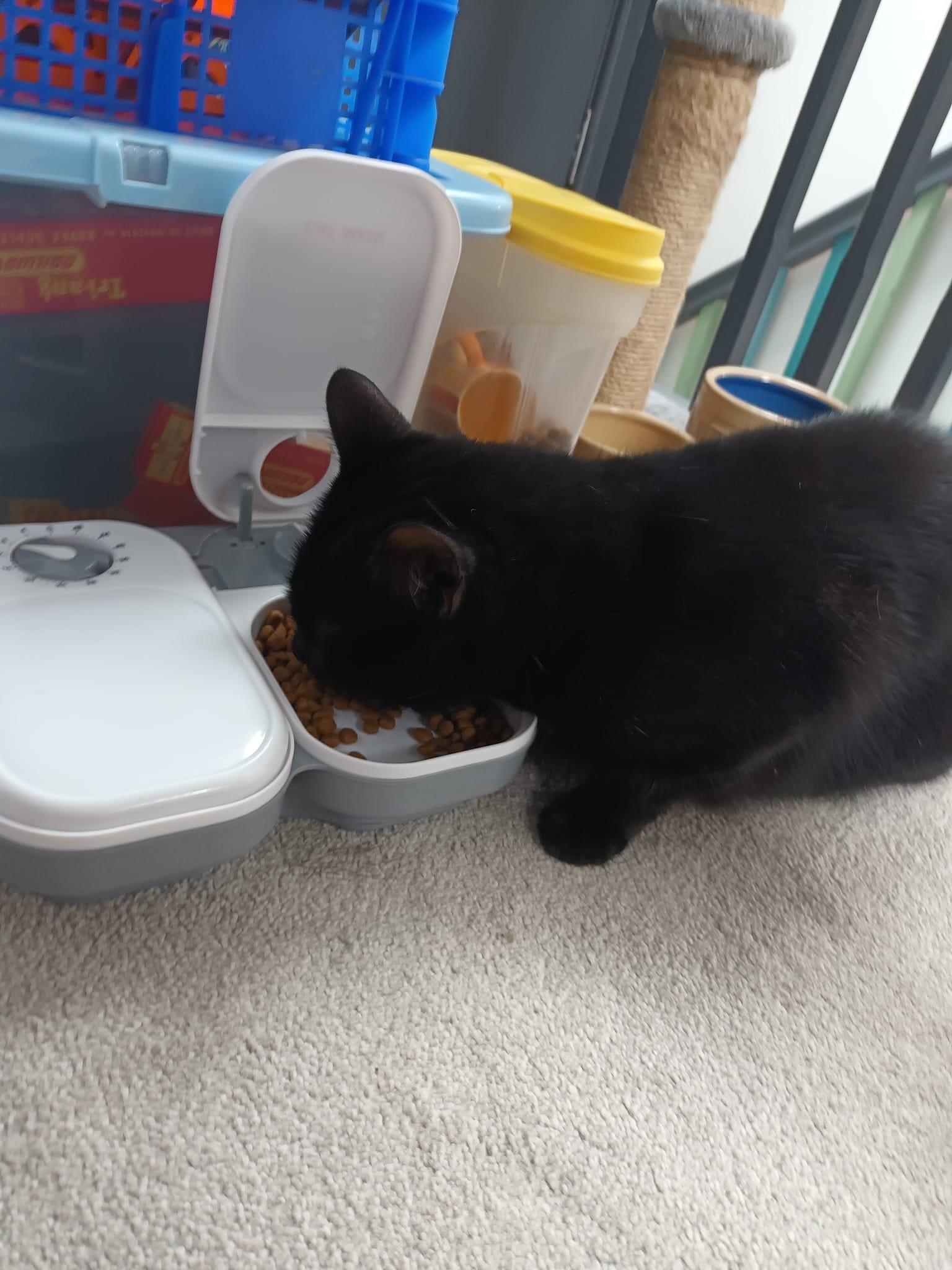 Cat Care