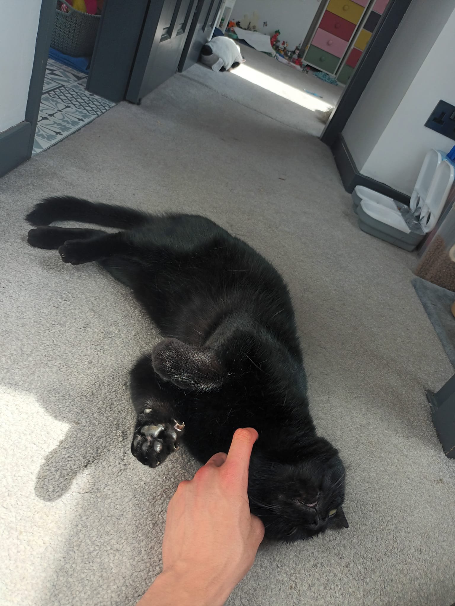 Cat Care