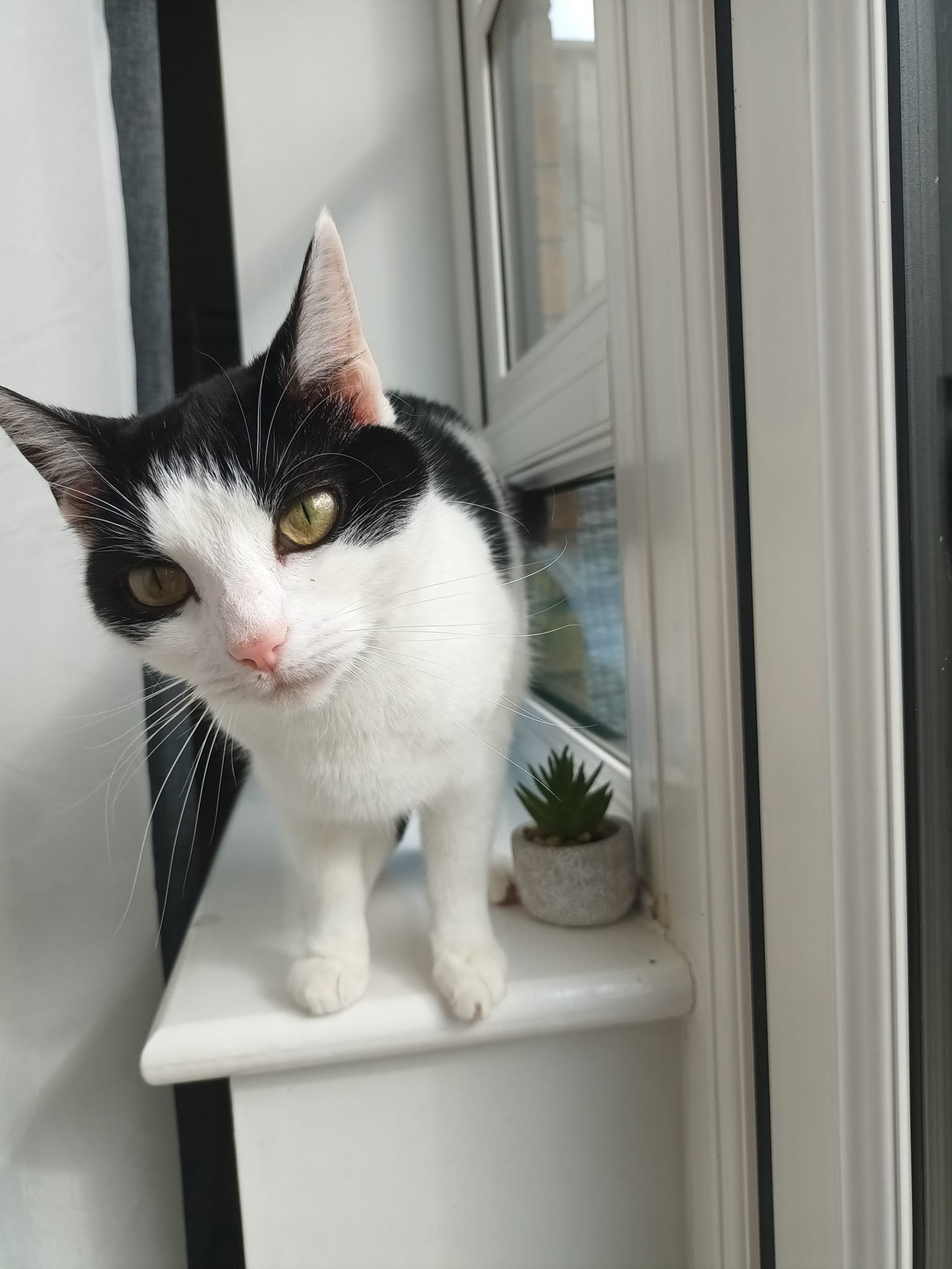 Cat care in Scotton