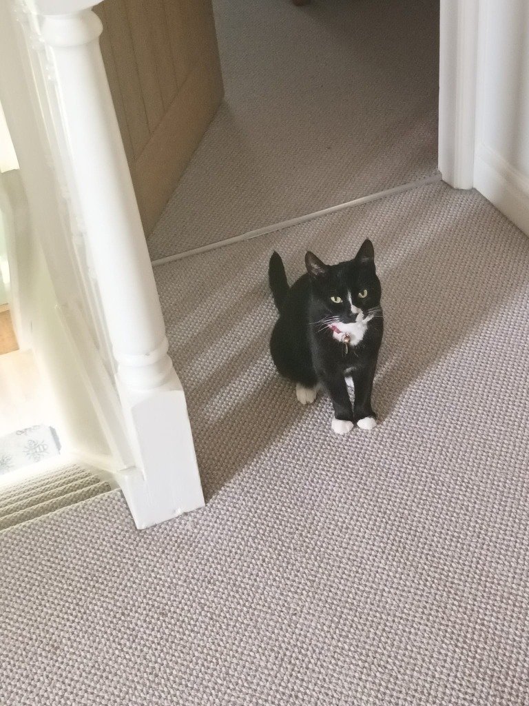Tuxedo Cat