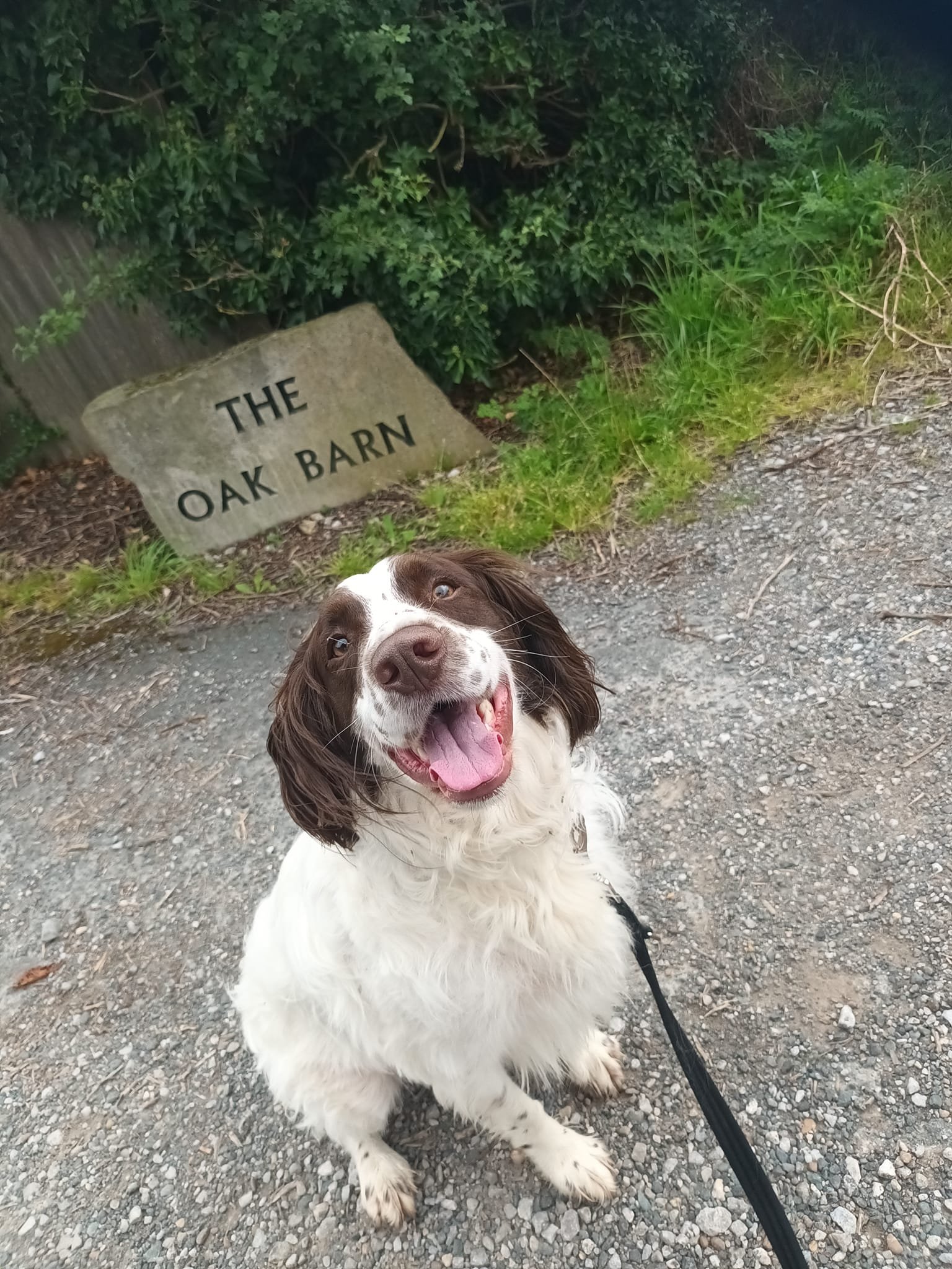 Out & About Dog Walking
