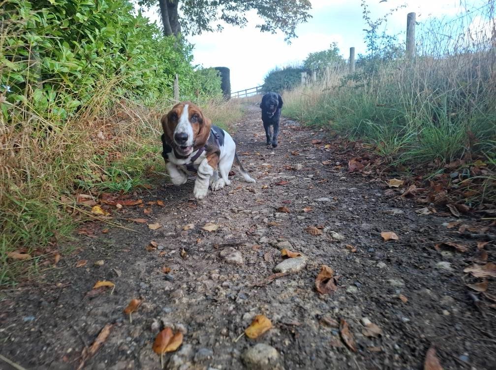 Basset Hound running