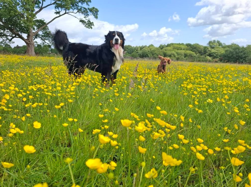 Bernese among wildflowers