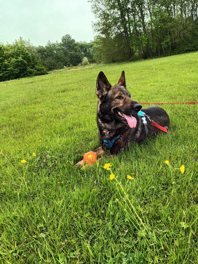 GSD in the field