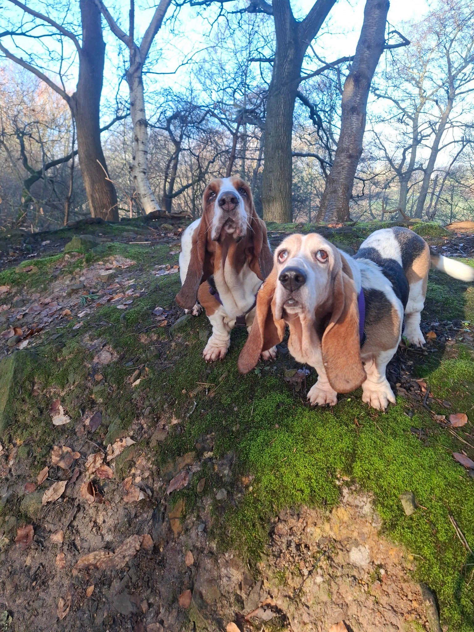 Playtime with Bassets