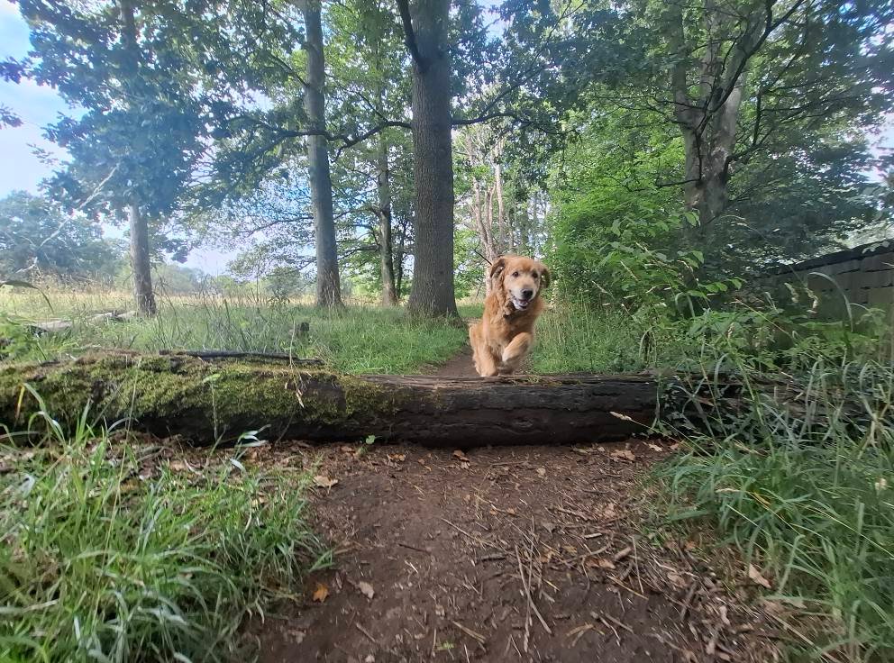 Out & About Pets